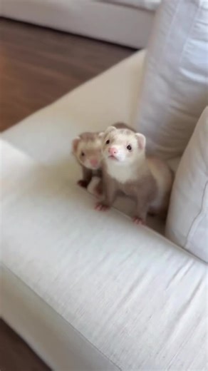These little ones are playful, social, and full of love. They’ve been well cared for and are looking for families who will provide them with attention, patience, and a safe, loving environment. Ferrets make amazing companions they’re intelligent, entertaining, and incredibly affectionate when bonded with their humans. If you’re ready to welcome a tiny bundle of joy into your life, this could be your sign! ✨ #FerretForSale #FerretFamily #FerretTok #PetAdoption #SmallPetLove