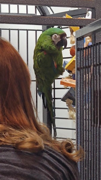 1.7K views · 118 reactions | Our new little green Mini Macaw, Yoda, loves to talk! Says "how are you" "I love you" "what are you doing" "hello" and more. He likes women and will be available for adoption soon! | Paradise Parrot Rescue | Facebook