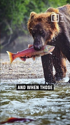 The Ecosystem Influence: How trees in the PNW rely on salmon to survive