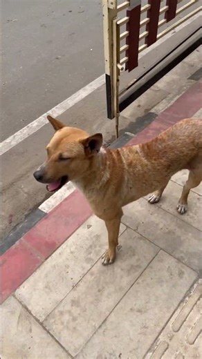 Look at this distinguished gentleman #doglife #dogshorts