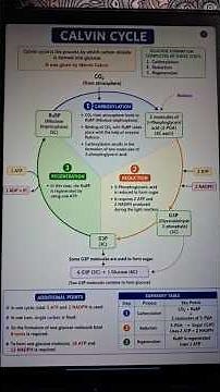 Calvin Cycle explained#photosynthesis
