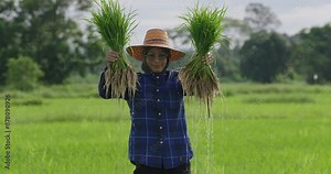 Rice plantation in field on countryside, rice seeding in organic agriculture farm in Asia, green of rice plant in water and soil for growth, farmer people working in area of field, lifestyle in rural