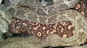 95K views · 835 reactions | SNUGGLE SESH: Tucson photographer captures video of Gila monster, rattlesnake ‘cuddling’ >> https://tucsonne.ws/2TY443V Video by @pachucos_art https://www.instagram.com/pachucos_art/ | KOLD News 13 | Facebook