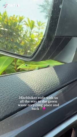 Hitchhiker rode with us all the way to the green waste recycling place and back🦎🩷 #gecko #geckosoftiktok #hawaii #oahu