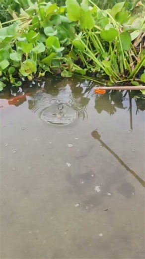 The Most Effective Fish Traps From Around The World fishing #USAFishing #AmericanFishing #FishingUSA