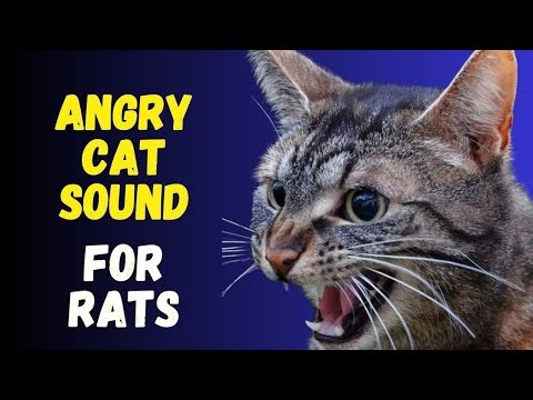 Cat sounds to scare mice away ⭐️ Rats will go away 🐁 cat sound effect