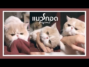 แมวกอด V.2 คืนนี้กอดป๊า🤗 เล่นผีห้าห่มกับป๊า 😱