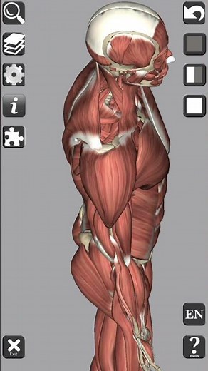 DELTOID MUSCLE (origin and insertion)‪@theanatomylab‬ ‪@Anatomyzone‬ ‪@Kenhub‬