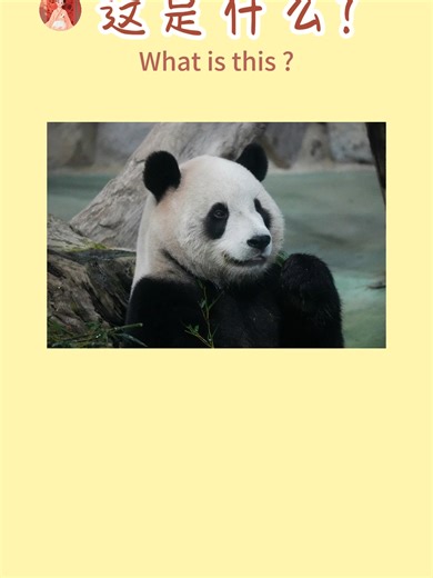 🐼Common Chinese vocabulary challenges for animals! #Chinese #learnChinese #HSK #vocabulary #dailyChinese #livingChinese #studyabroad #chinesewords #learnontiktok #learnwithtiktok #chinesetiktok