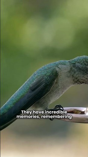 Facts you didn't know about hummingbirds