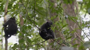 A free, wild baby monkey (Celebes crested macaque) sitting on a tree in the jungle. Filmed in slow motion in Sulawesi, Indonesia, within Tangkoko National Park