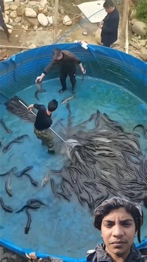 ऐसा Fish Farming आपने कभी नहीं देखा होगा! #facts #viralshort #automobile #ytshorts #trending #new