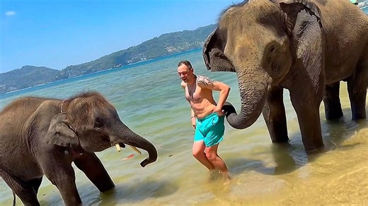 Elephants tug at man's shorts and nudge him during playful beach encounter