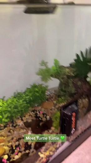 Naming My Turtle: Choosing the Perfect Name for My Pet Turtle