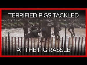 Pig Rassle | Terrified Pigs Tackled on Video
