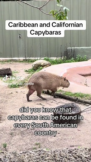 Where Do Capybaras Live? The Surprising History of Their Habitat