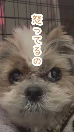 くれなかった🐶💢#シーズー #いぬ #犬 #わんこ #イヌ