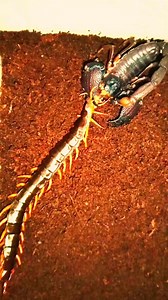 297K views · 1.8K reactions | The scorpion will win (same size)#foryou #insects #scorpion #centipede | Insects wars | Facebook