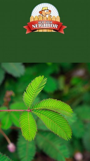 2.4K views · 6 comments | Watch how fast this Sensitive Plant closes up when touched. The Sensitive Plant protects itself by quickly closing its leaves. Find out more about the Sensitive Plant (mimosa pudica) at our blog article in the comments below. | Sharkey's Greenhouses | Facebook