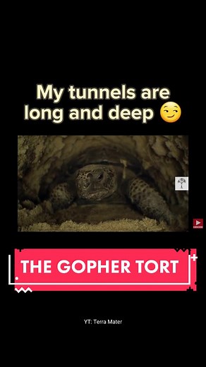 Turtle Eggsplorer | PhD on TikTok