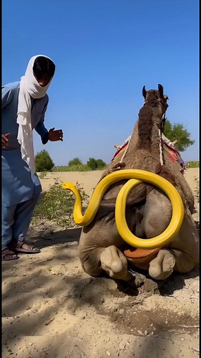 A single camel encountered two pythons in a desert forest. #Camel #Python #Wildlife #DesertForest #AnimalEncounter #NatureScene #WildAnimals #DesertLife #CamelVsPython #NatureMoments #AnimalWorld #WildlifeVideo #NatureLovers #DesertWildlife #SnakeEncounter #PythonSnake #CamelLife #AnimalBehavior #NaturePhotography #WildlifeMoments #AdventureInDesert #SafariLife #DesertAnimals #SnakeVideo #CamelVideo #NatureDiscovery #AnimalPlanet #WildScene #DangerousEncounter #AmazingNature | CAMEL of Thar