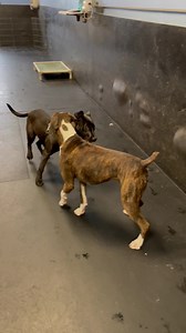 1.1K views · 16 reactions | Meet Loafers! This silly puppy is up for...