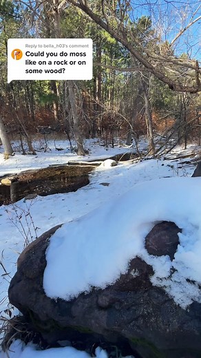 Exploring Macro Photography with Moss: Nature Close-up