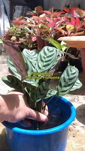 206K views · 1.5K reactions | Propagating Calathea Fish bone #propagation #propagating #calathea #plantlover #gardenlovers | Tithas Garden Life | Facebook