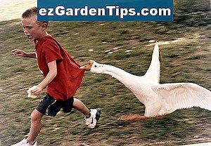 Comment tuer l'herbe de l'étang 🌱 Conseils Jardiniers - Fr.ezGardenTips.com