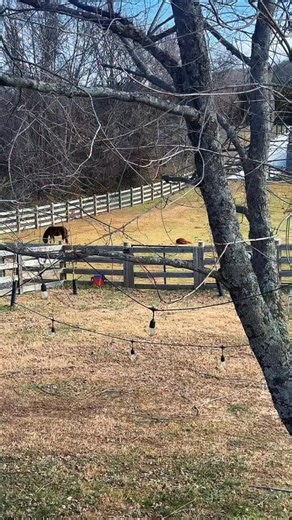 Katie Van Slyke-Mabry on Instagram: "I just ruined the nap of his life 😅 #Minihorse #minihorses"