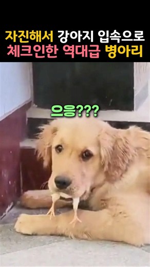 Retriever wrongly blamed after chick walks right into his mouth #Dog #Chick #AngelDog #CuteDog
