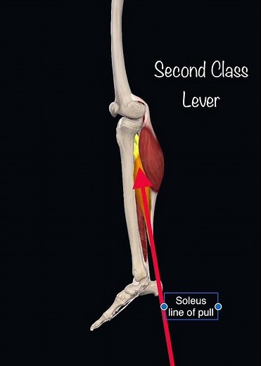 Soleus and Calf Working as Second Class Levers