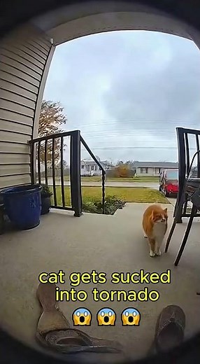 cat gets sucked into tornado 😱😱😱 #cat #tornado #shorts #viralvideo