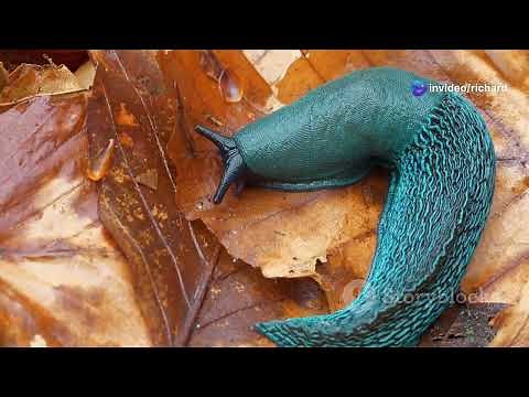 5 Alien-Like Sea Creatures That Washed Ashore!