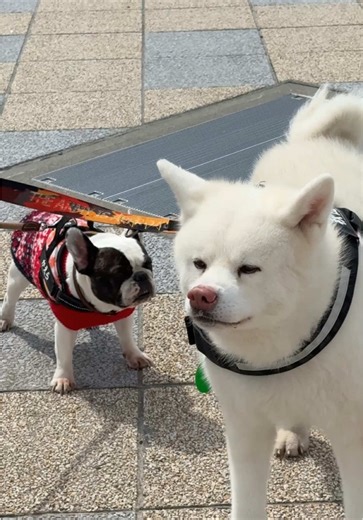 道と川の駅「花ロードえにわ」で、お散歩＆昼食をしました。この道の駅は、「じゃらん全国道の駅グランプリ2024」 で、北海道1位となりました。（全国4位） #恵庭道の駅 #花ロードえにわ #秋田犬 #秋田犬tam #秋田犬タム #タム＆かえら #akita #akitainu #akitadog #akitaworld #akitainuclub #akitaclub