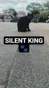 A black Stray Cat That Commands Respect Without Making a Sound