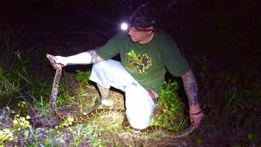 Florida python hunter cashes in: He eliminated more than 60 invasive snakes in August
