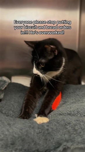 He’s just trying to keep up!! #cats #catsofinstagram #catsoftiktok #adoptdontshop #spayandneuteryourpets