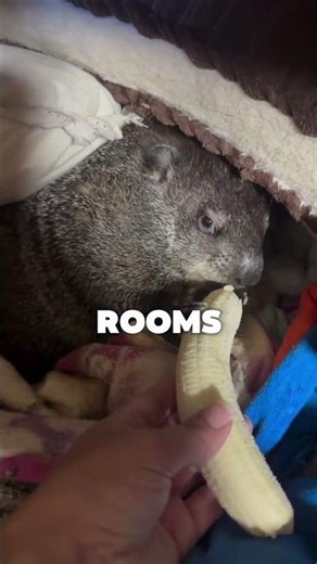 Groundhogs are cooler than you thought