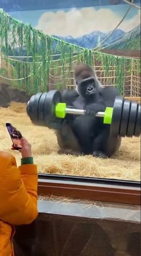 Gorilla Lifts a Huge Dumbbell – Unbelievable Strength! 🦍💪