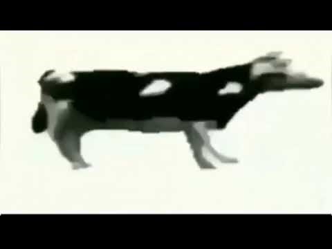 Polska krowa (czyli ja) tańczy do piosenki