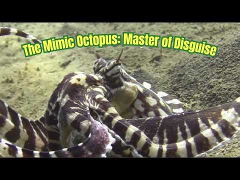 The Mimic Octopus: Master of Disguise