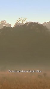 12K views · 225 reactions | South Africa's Toughest Army Training | The Wonder Channel | Facebook