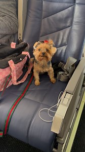 👀 Will you watch Emily? I just need to run to the bathroom real quick… That’s all it took. Next thing I know, she’s cozied up with my seatmate like they’ve known each other for years. He’s petting her, she’s working her charm—and when I got back, he casually mentioned they took selfies together. 😂 We were stuck on the tarmac during weather delays out of IAD, but Emily? Living her best life as always. Would you volunteer to babysit a stranger’s dog on a plane? 🐕‍🦺Emily is a trained service do