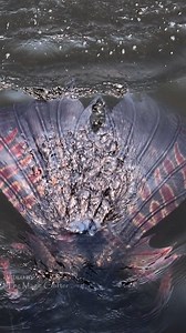 192K views · 2.3K reactions | The belled river mermaid  Here's a...