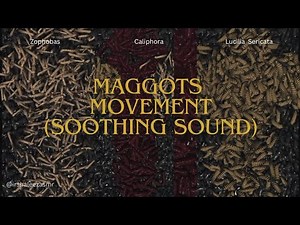 ASMR|Maggots movement soothing sound|ASMR relaxing sound|Worms movement animation|ASMR trigger|