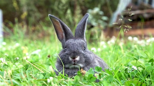 What Seemingly Silent Rabbits Actually Sound Like