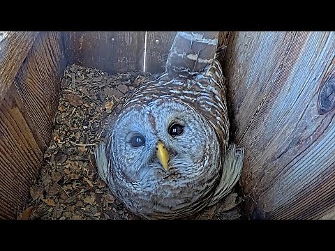 Female Barred Owl Looks At Cam On Spring Morning – April 3, 2025