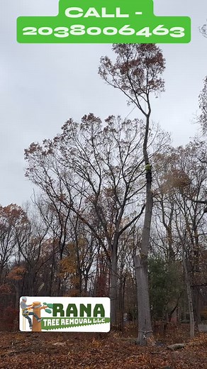 Removed this large oak tree in and out in 5.5 hours! 3 trailer load of logs and 2 truck load of wood chips ✅! Great job team @rana_tree_removal_llc 👏. We are here for all of your tree service needs! Choose our fully licensed, insured, and Workers Comp-covered team. We offer professional tree solutions at affordable prices, ensuring the best value for your money. Call/text us at 2038006463 or 2038006898 ESTIMATE FORM (FREE ESTIMATE) https://www.ranatreeservice.com (https://www.ranatreeservice.co