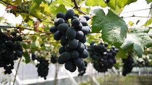 1.4K views · 42 reactions | 想吃台灣好味道 要去到哪裡找？ #SB進鄉團 超級認真！...